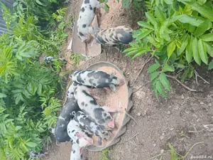 porcii. rasa. pietrean - imagine 2