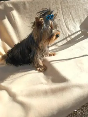 Yorkshire terrier cu pedigree 1 an talie mică  - imagine 3