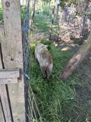 Porci de vanzare bihor