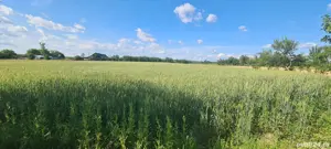 vand casa in localitatea Craiva - imagine 4