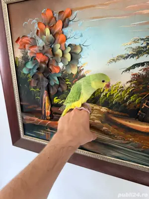 puiuti papagali vorbitori micul alexandru - imagine 4