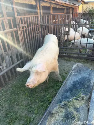 Vand scroafa marele alb