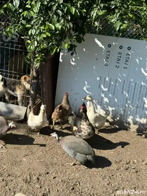 vand bibiloi! - imagine 2