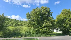 Teren intravilan 4.300 mp, Ivănești, Mureș - imagine 2