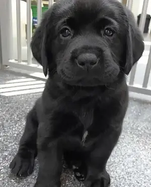 Labrador  fetițe si băieței  1000 lei - imagine 2 Labrador  fetițe si băieței  1000 lei - imagine 2