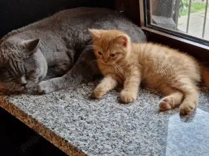 scottish si british cream - imagine 2 scottish si british cream - imagine 2