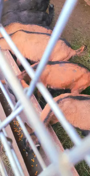 Vând iezi alpin francez originali sau schimb cu grâu  porumb  baloți fân  lucernă  - imagine 2