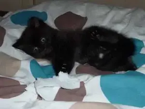 angora turcceasca - imagine 2 angora turcceasca - imagine 2