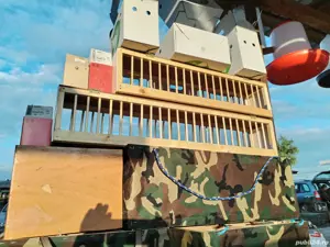 Cuti transport porumbei 