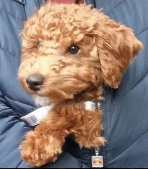 Cavapoo băiețel de vânzare  - imagine 2