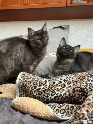  Reducere Finala   Mai avem doua fetite Pui pisica Maine Coon cu Norvegiana de Padure - imagine 3