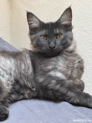  Reducere Finala   Mai avem doua fetite Pui pisica Maine Coon cu Norvegiana de Padure - imagine 2