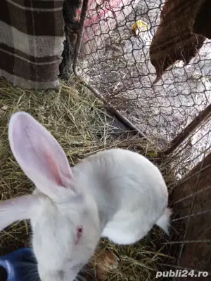 iepuri urias german - imagine 4