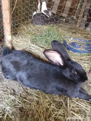 iepuri urias german - imagine 5