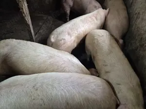 Porci rasă de carne 130-180kg - imagine 5 Porci rasă de carne 130-180kg - imagine 5