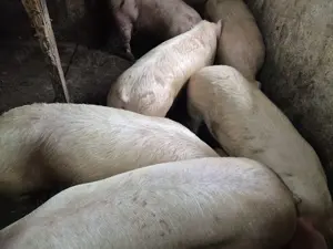 Porci rasă de carne 130-180kg - imagine 4 Porci rasă de carne 130-180kg - imagine 4