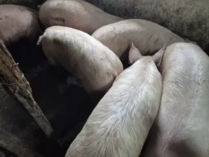 Porci rasă de carne 130-180kg