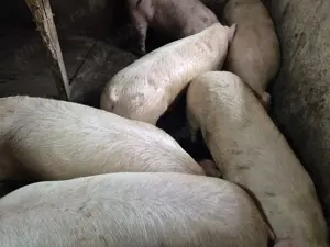 Porci rasă de carne 130-180kg - imagine 6 Porci rasă de carne 130-180kg - imagine 6