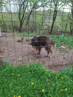 caine ciobanesc - imagine 3 caine ciobanesc - imagine 3