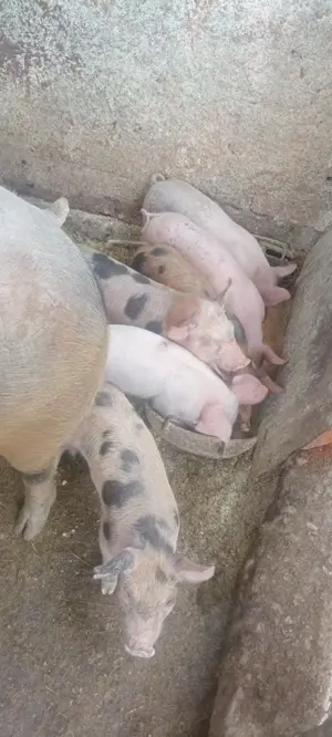 Vând purcei Marele Alb și Pietrain-600lei, negociabil  - imagine 3