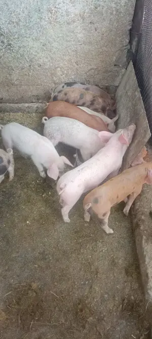 Vând purcei Marele Alb și Pietrain-600lei, negociabil  - imagine 2