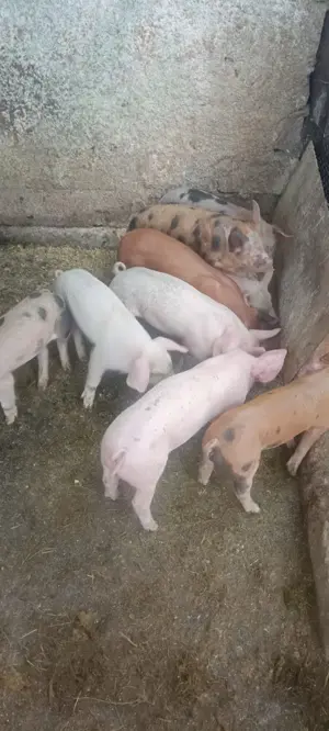 Vând purcei Marele Alb și Pietrain-600lei, negociabil  - imagine 4