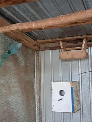 Papagali pui sau maturi 