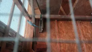 Papagali pui sau maturi  - imagine 2