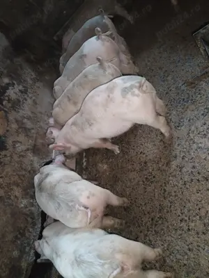 Purcei mari 11 săptămâni  - imagine 2