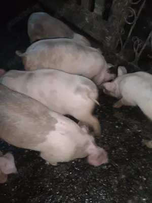 Purcei mari 11 săptămâni  - imagine 3