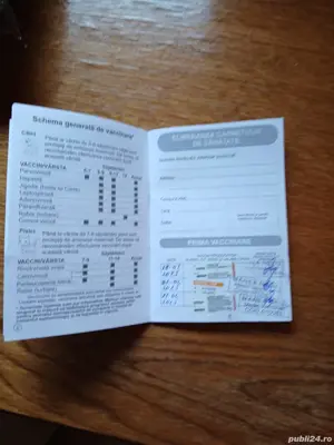 Dog German   Marele Danez Femela - imagine 5