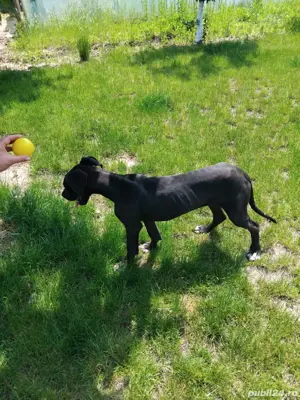 Dog German   Marele Danez Femela