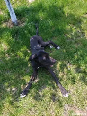 Dog German   Marele Danez Femela - imagine 4