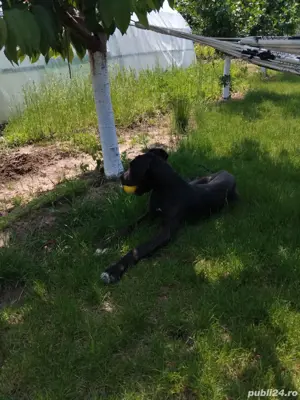 Dog German   Marele Danez Femela - imagine 3