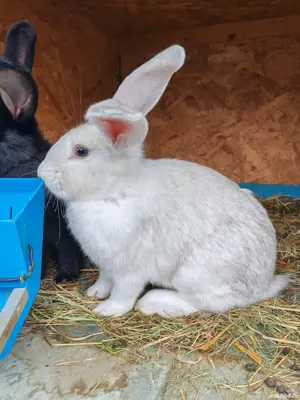 Iepuri de vânzare  - imagine 3