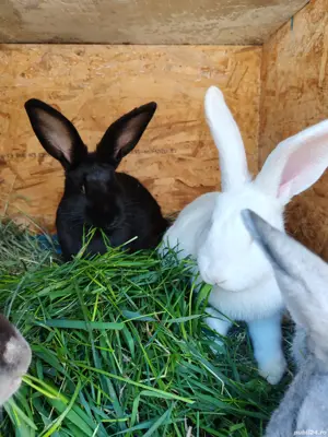 Iepuri de vânzare  - imagine 4