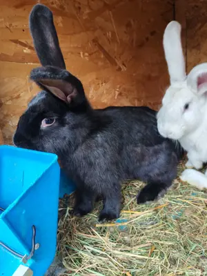 Iepuri de vânzare  - imagine 2