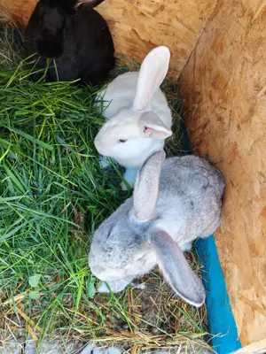 Iepuri de vânzare  - imagine 5