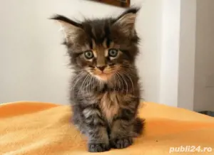 maine coon puiut