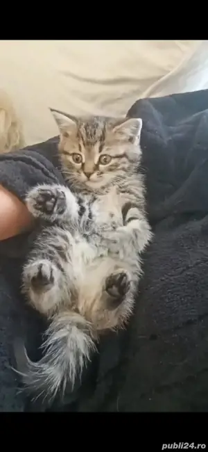 Norvegian de pădure  - imagine 4