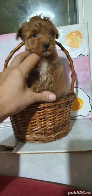 Pudel toy - imagine 5