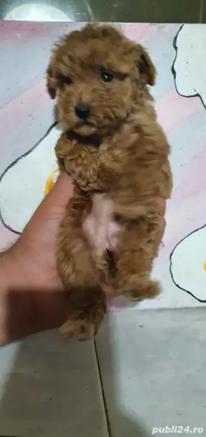 Pudel toy - imagine 3