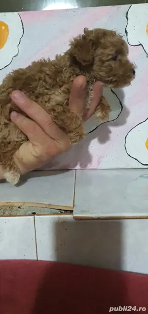 Pudel toy - imagine 4