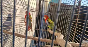Papagali diferite specii: Alexandru, Lori, Rozella, China, Kakariki, Cantator, Nimfa, Baraband  - imagine 4