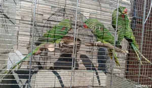 papagali Marele Alexandru si China Derby  - imagine 2 papagali Marele Alexandru si China Derby  - imagine 2