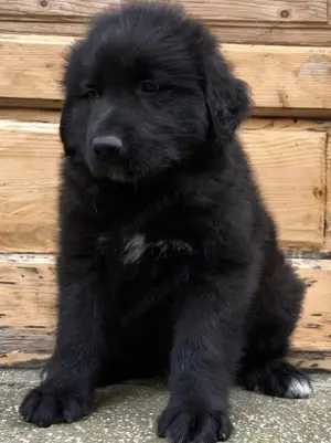 Ciobanesc romanesc corb - imagine 4