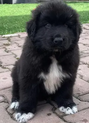 Ciobanesc romanesc corb - imagine 5