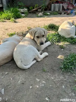 Disponibil un băiețel, rasa Labrador!  - imagine 3