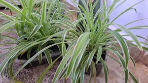 Donez planta paianjen