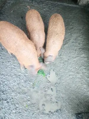 Porci mangalita  - imagine 3 Porci mangalita  - imagine 3